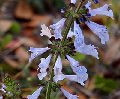 [This flower has a dark greenish purple stem. At approximately every inch and a half up the stem is a ring of approximately nine light purple flowers around the stem. These small flowers are tubular and have stamen sticking out of them.]